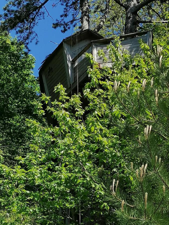 Sherwood Tree
